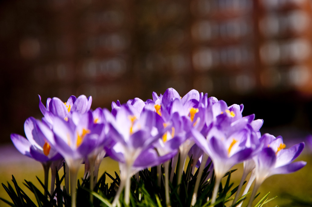 Close up of Crocus flowers in spring