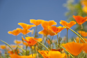 close up of colorful flowers