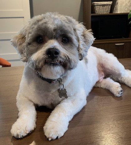 Tucker, Dog Tucker